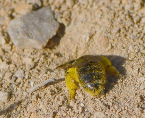 Lasioglossum sp.